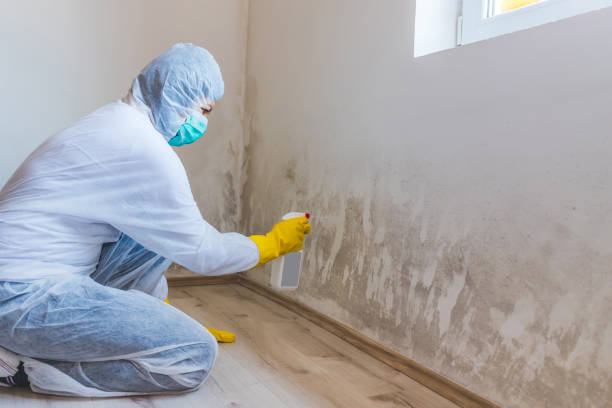 Licensed Mold Testing service in Chester Springs, PA - WQB Mold Removal